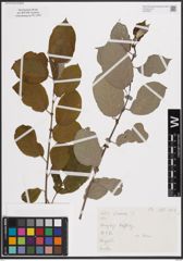 Foto von Salix cinerea L.